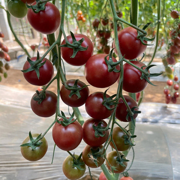 Dream Purple Cherry Tomato, 100 Seeds
