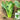 Little Shanghai F1 Bok Choy Seeds, 5g