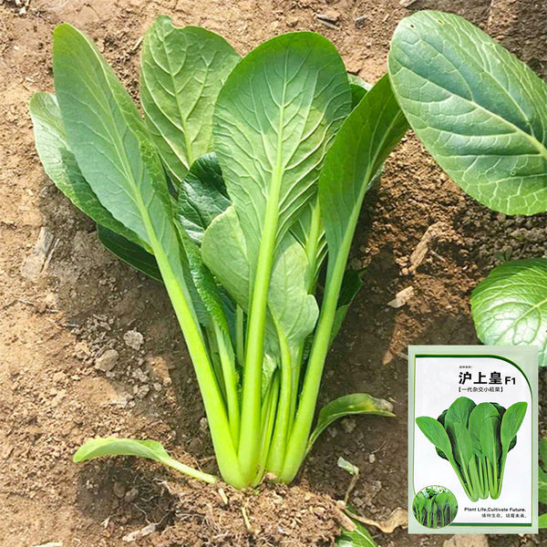 Little Shanghai F1 Bok Choy Seeds, 5g