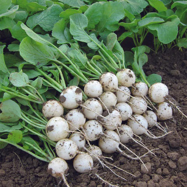 White Cherry Radish Hybrid Seeds, 50 Grams ≈ 5500 ~ 6500 Seeds