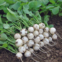 White Cherry Radish Hybrid Seeds, 50 Grams ≈ 5500 ~ 6500 Seeds