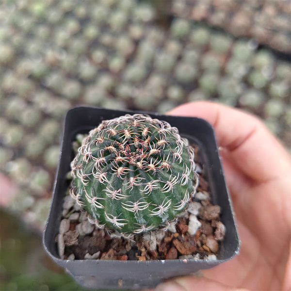 Lobivia famatimensis, 3-4cm