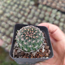 Lobivia famatimensis, 3-4cm