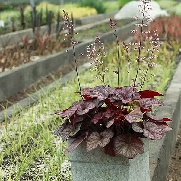 Purple Palace Heuchera, 20 Seeds