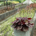 Purple Palace Heuchera, 20 Seeds