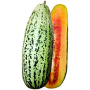 Golden Honey Crisp Melon, 20 Seeds