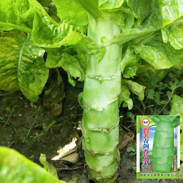 'Bimei' Stem Lettuce Seeds, 10g