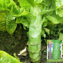 'Bimei' Stem Lettuce Seeds, 10g
