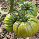 Green Steak Tomato, 100 Seeds