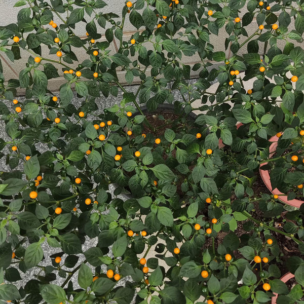Aji Charapita, 20 Seeds
