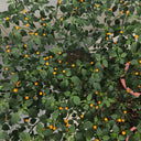 Aji Charapita, 20 Seeds