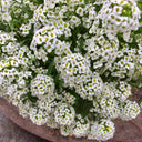 White Sweet Alyssum, 1g