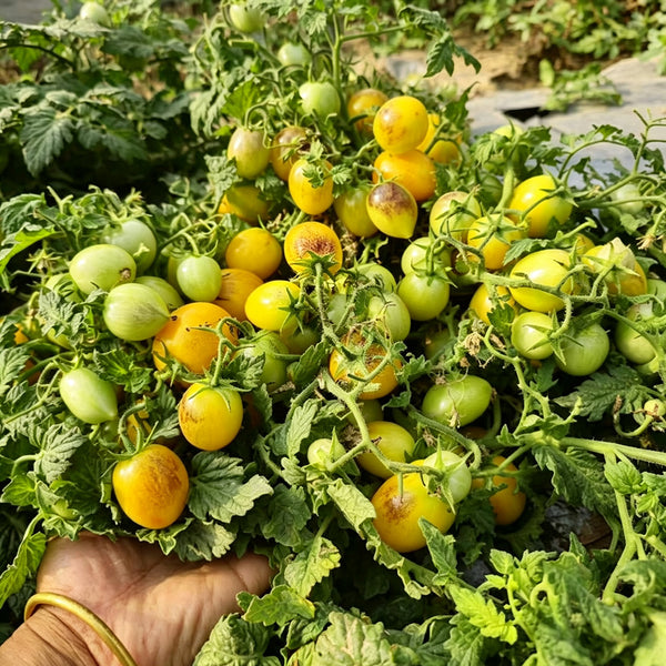 42 Golden Hour Tomato, 5 Seeds