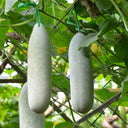 Taiwan Small Wax Gourd Seeds, 200 Seeds