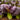 'Ziguifei' Purple Bok Choy Seeds, 10g