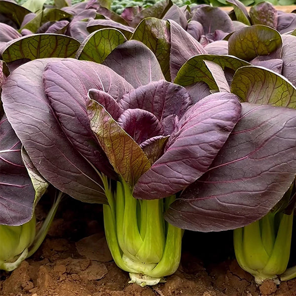 'Ziguifei' Purple Bok Choy Seeds, 10g
