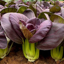 'Ziguifei' Purple Bok Choy Seeds, 10g