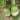 'Liangguan' Apple-shape Green Radish Seeds, 10g