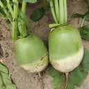 'Liangguan' Apple-shape Green Radish Seeds, 10g