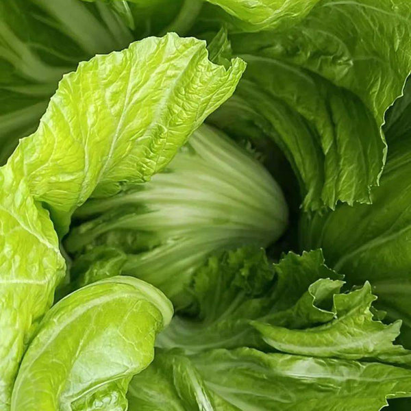 Jinlei Mustard Cabbage, 10g