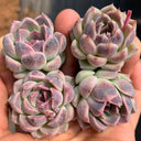Echeveria cv. 'Purple Fairy'‌, 3pcs x 1-head