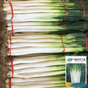 Zhangqiu Green Onion Seeds, 10g