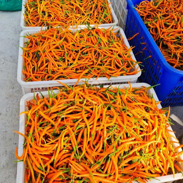 Yellow Spicy Girl Line Pepper Seeds, 2g