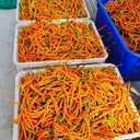 Yellow Spicy Girl Line Pepper Seeds, 2g
