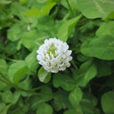 White Clover, 2000 Seeds