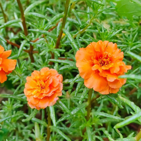 Hezhichun Orange Moss-Rose Purslane Seeds, 1g