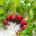 Cherry Radish Seeds, 10g