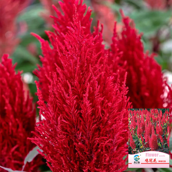Hezhichun Red Feathered Cockscomb Seeds, 1g