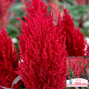 Hezhichun Red Feathered Cockscomb Seeds, 1g
