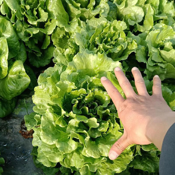 Lvmeng Lettuce Seeds, 30g