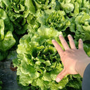 Lvmeng Lettuce Seeds, 30g