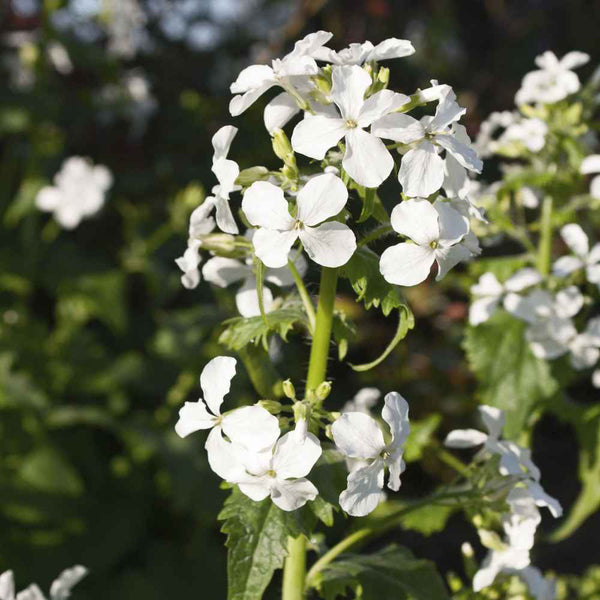 White Honesty Silver Dollar, 10 Seeds