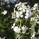 White Honesty Silver Dollar, 10 Seeds