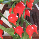 Fruit-flavored Lantern Pepper Seeds, 20 Seeds
