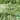 'JieMei' White-Stemmed Water Spinach Seeds, 20g