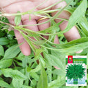 Willow-Leaf Amaranth Seeds, 10g
