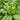 Liangtai 209 Flowering Chinese Cabbage Seeds, 10g
