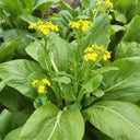 Liangtai 209 Flowering Chinese Cabbage Seeds, 10g