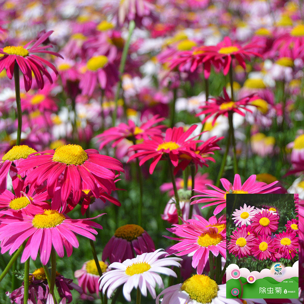 Pyrethrum Seeds - Organic Pest Control Plants, Cut Flowers, and ...