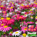 Pyrethrum, 200 Seeds