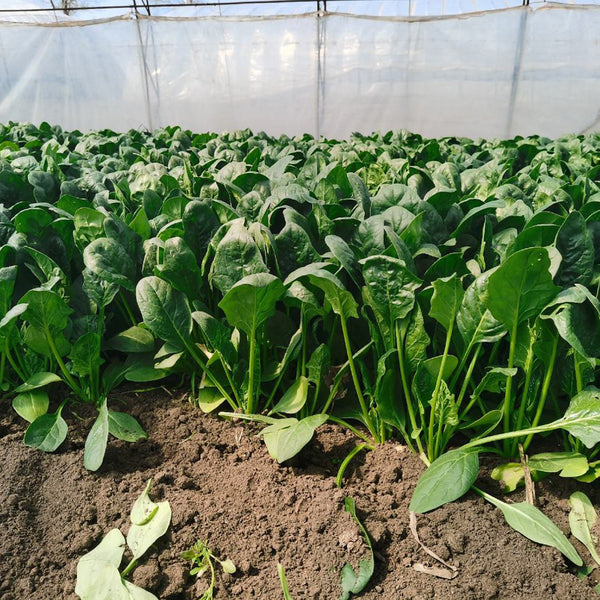 MoBao 618 Large-Leaf Spinach Seeds, 20g