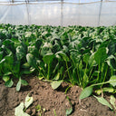 MoBao 618 Large-Leaf Spinach Seeds, 20g