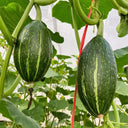 Jingyan Olive-shaped Pumpkin Seeds, 10 Seeds