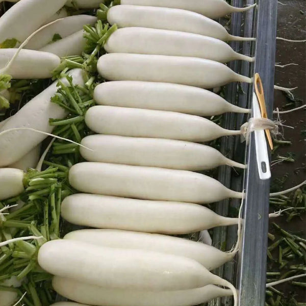 'Guangliang No.22' Radish Seeds, 50g