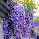 Chinese wisteria (Wisteria sinensis) Seeds, 50 Seeds