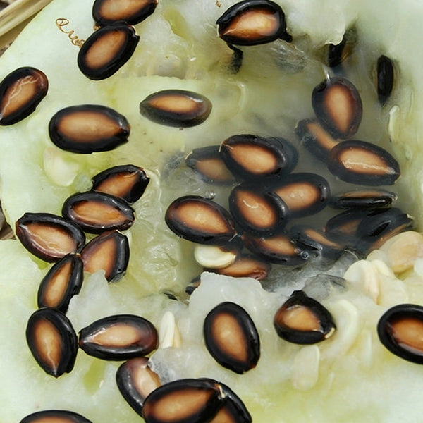 Large-seeded Watermelon Seeds,  20g